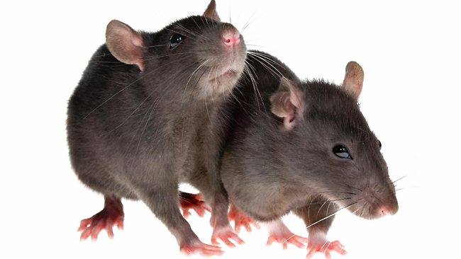 how-to-get-rid-of-rats